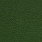 Fern