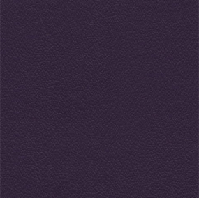 Purple Iris