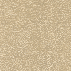 Chamois