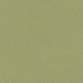 Celery