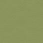 Grasshopper