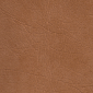 Buckskin Oxen