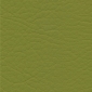 Sassafras